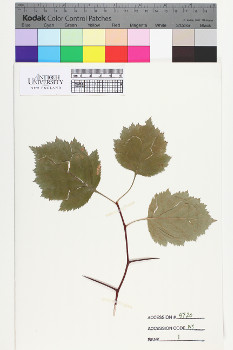 alternate herbarium image