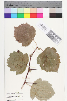 alternate herbarium image