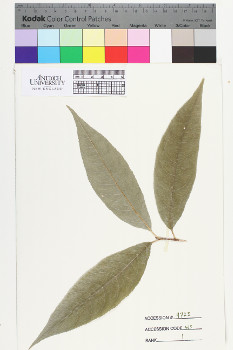 alternate herbarium image