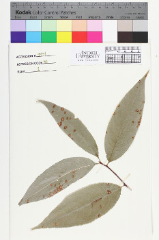 alternate herbarium image