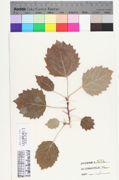 alternate herbarium image