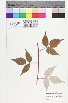 alternate herbarium image