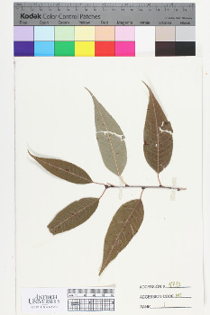 alternate herbarium image