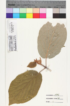 alternate herbarium image