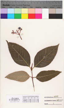 alternate herbarium image