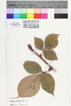 alternate herbarium image