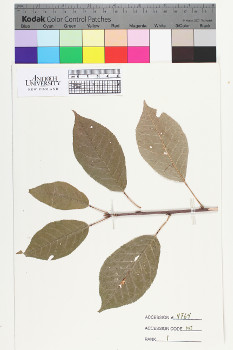 alternate herbarium image