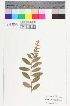 alternate herbarium image