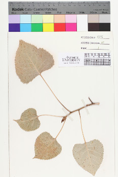 alternate herbarium image