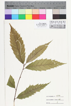 alternate herbarium image