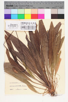 alternate herbarium image