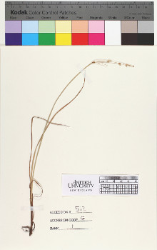alternate herbarium image