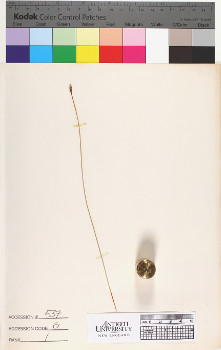 alternate herbarium image