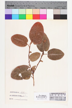 alternate herbarium image