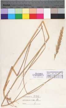 alternate herbarium image