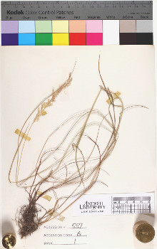 alternate herbarium image