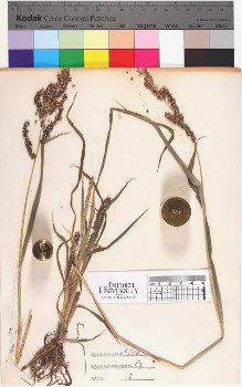 alternate herbarium image