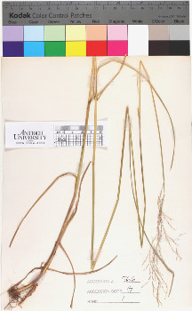 alternate herbarium image