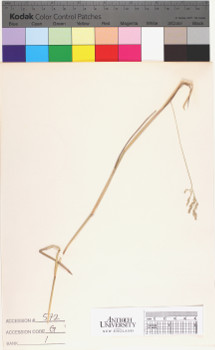 alternate herbarium image
