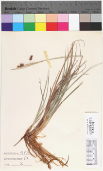 alternate herbarium image