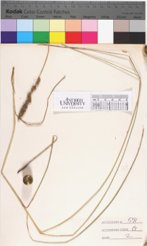 alternate herbarium image