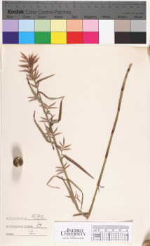 alternate herbarium image