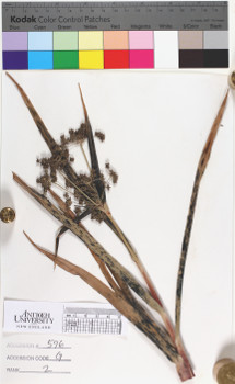 alternate herbarium image