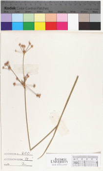 alternate herbarium image