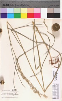 alternate herbarium image