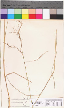alternate herbarium image