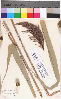 alternate herbarium image