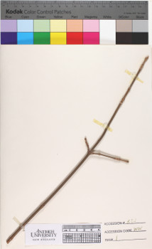 alternate herbarium image