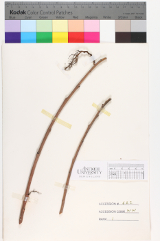 alternate herbarium image
