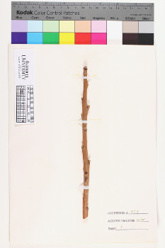 alternate herbarium image