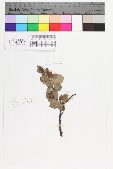 alternate herbarium image