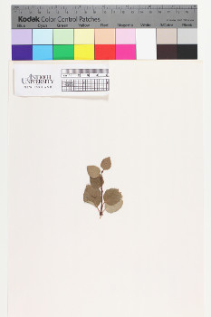 alternate herbarium image