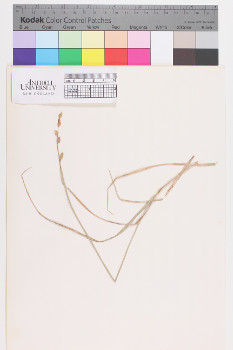 alternate herbarium image