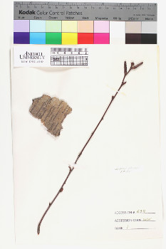 alternate herbarium image