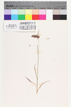 alternate herbarium image