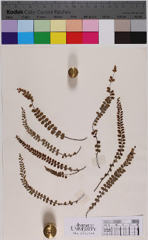 alternate herbarium image