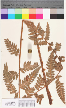 alternate herbarium image