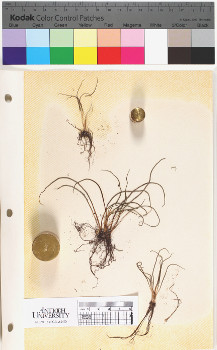 alternate herbarium image