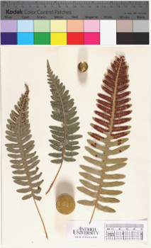 alternate herbarium image