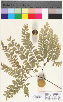alternate herbarium image