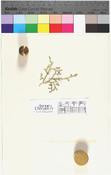 alternate herbarium image