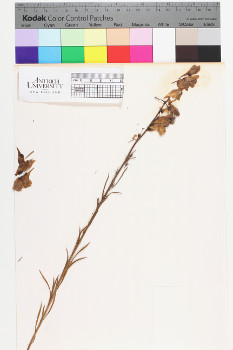 alternate herbarium image