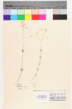 alternate herbarium image