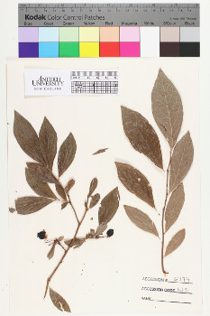 alternate herbarium image