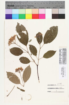 alternate herbarium image