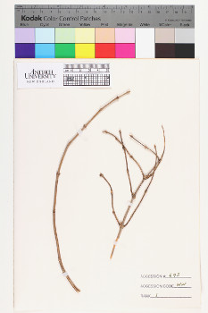 alternate herbarium image